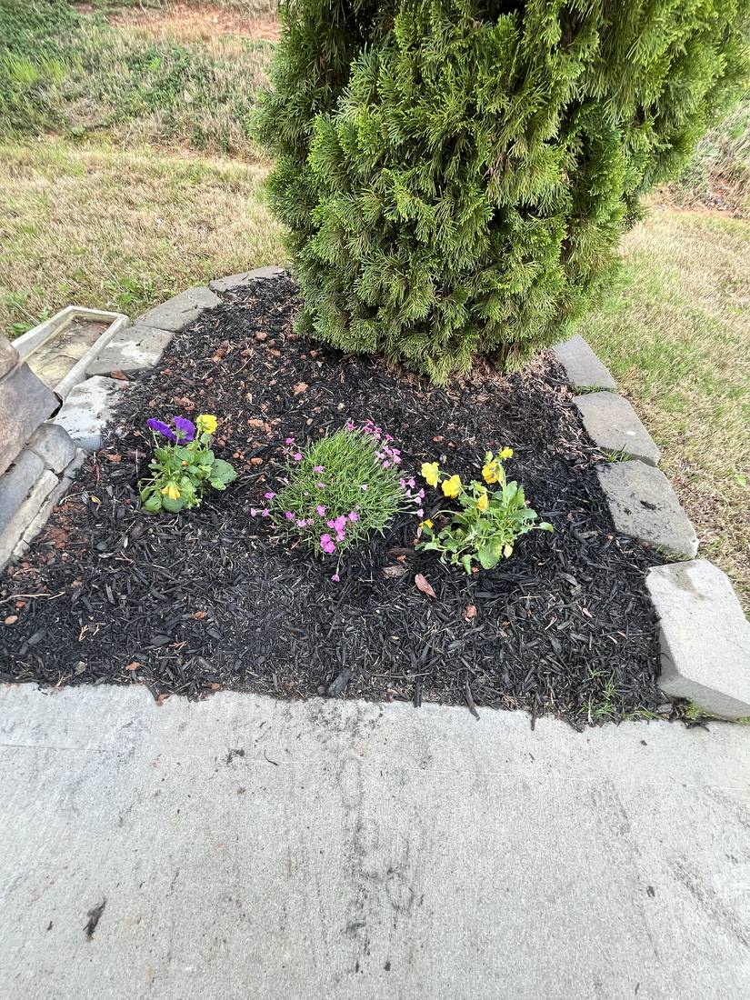 Pansies planted in a black mulch bed with a stone scallop border