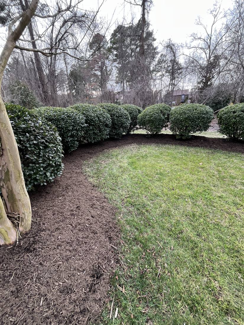 Fresh brown mulch beds around a trimmed hedge line
