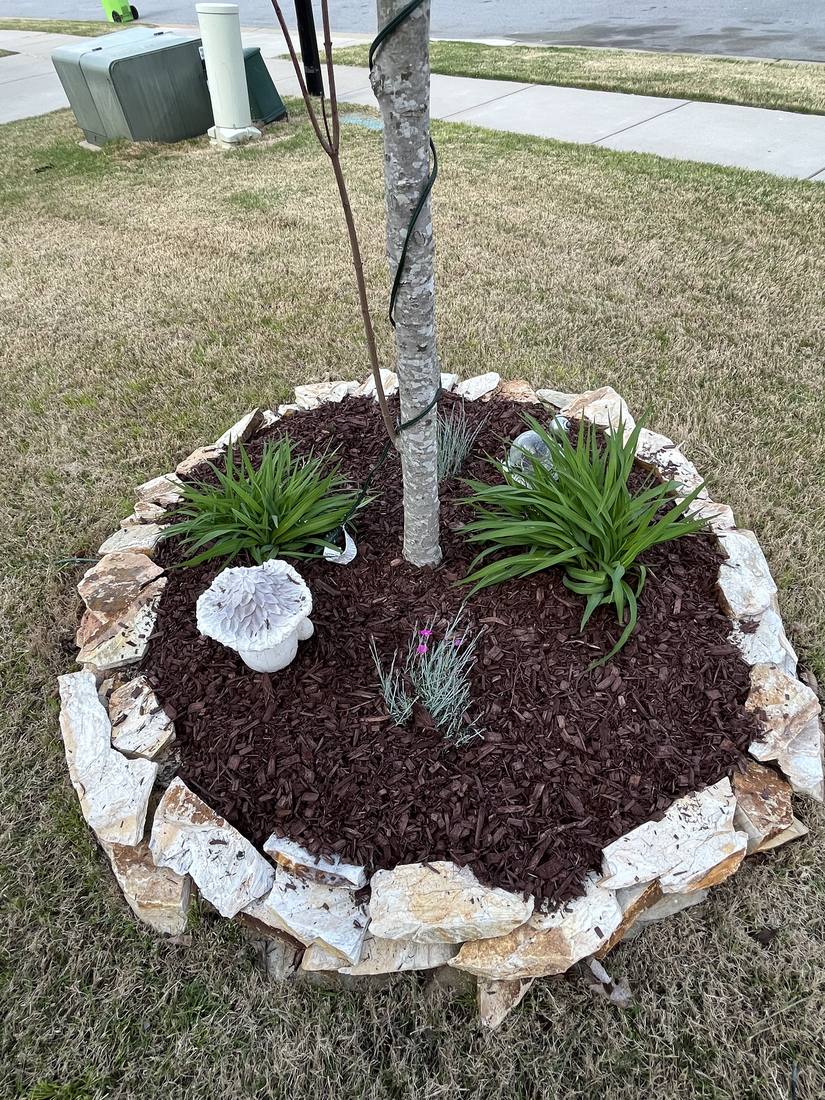 White stone ring bed around a tree, planted with grasses