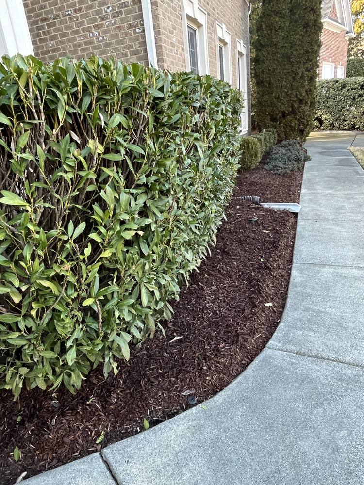Neatly trimmed hedges along a front walkway